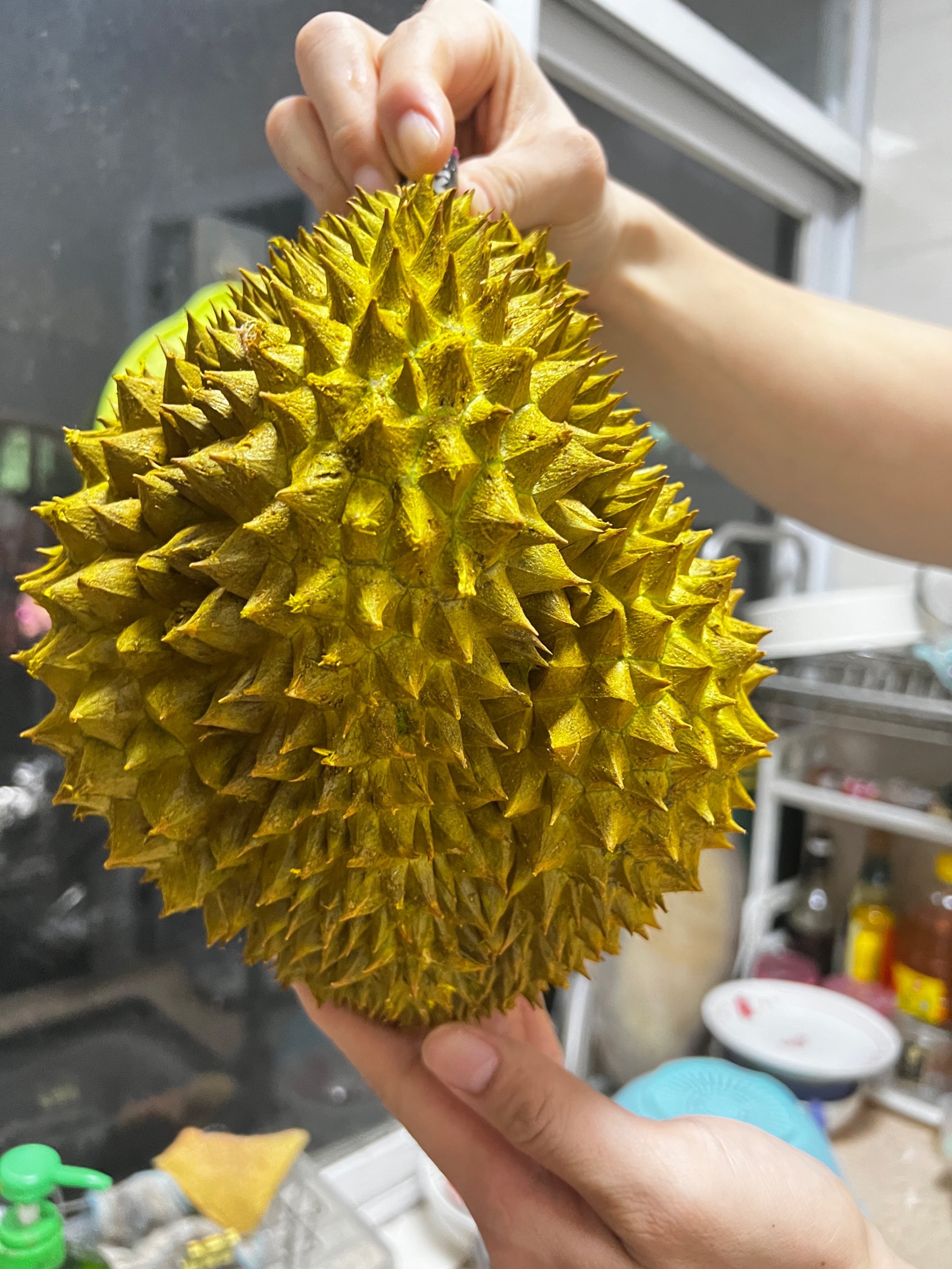 榴莲视频下载安装(榴莲视频版下载安装)