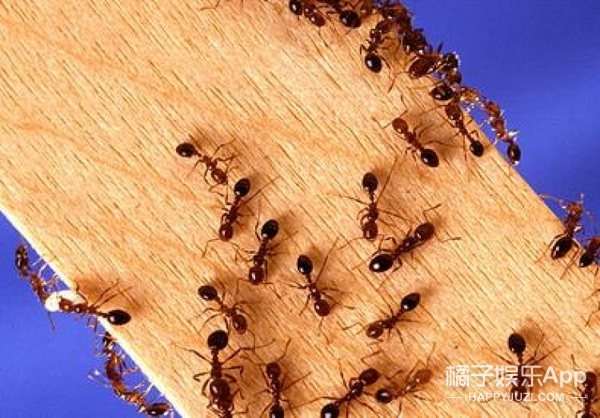 满手小虫视频下载网站_(满手小虫视频下载网站在线观看)